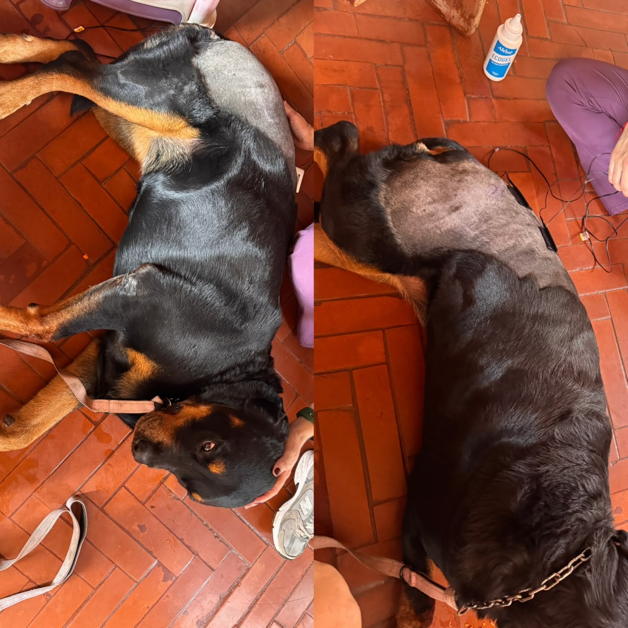 Maia en fisioterapia